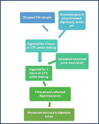 Flowchart of the simulated digestion method to measure mercury bioaccessibility