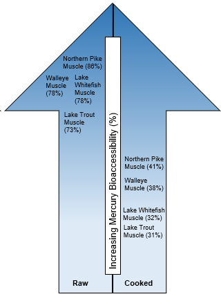 Illustration of the results of measuring percent bioaccessibility of mercury in freshwater fish muscle tissue for raw and cooked samples